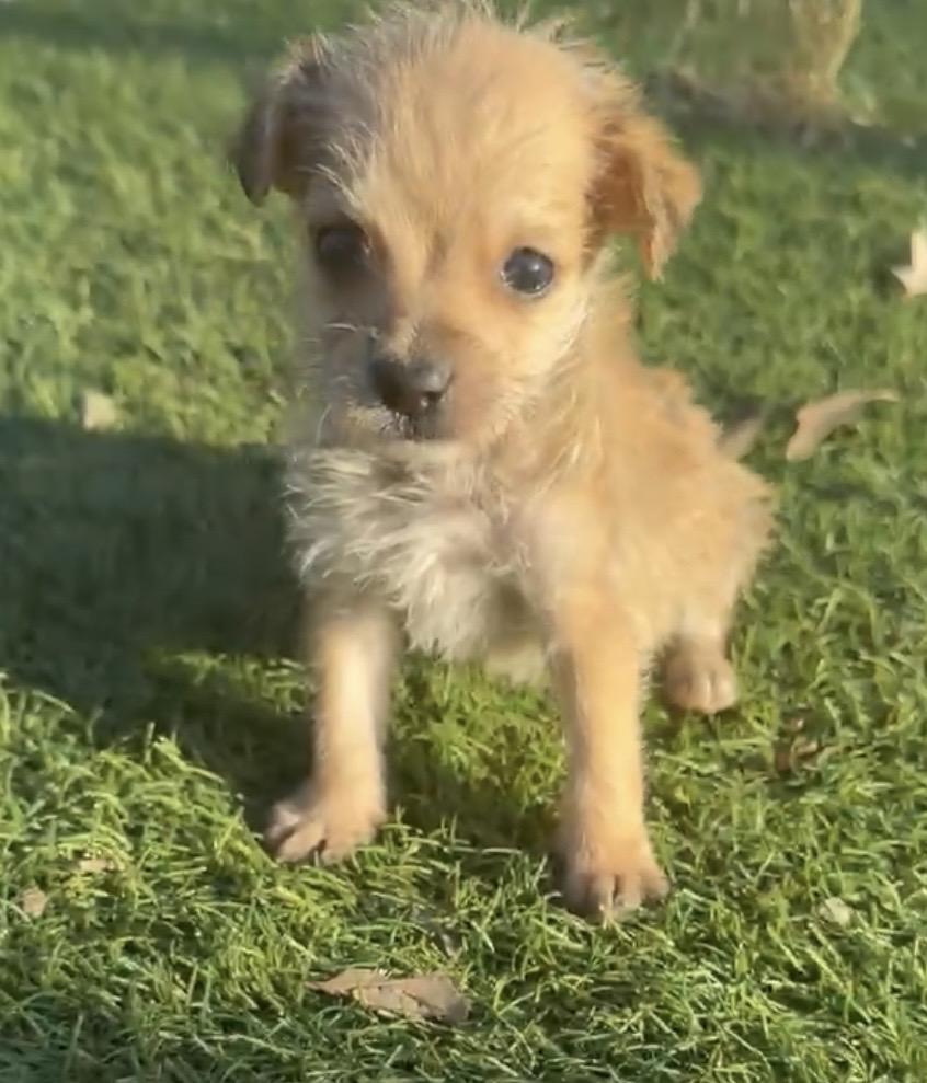 Enlarge Rookie , an adopted mixed breed in Redlands , CA image 3/3