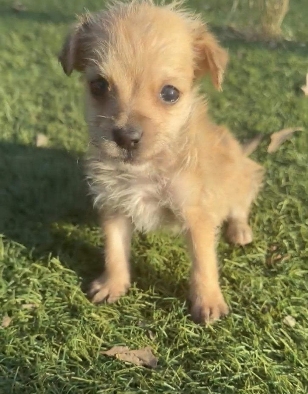 Rookie , adopted, Puppy Male Yorkshire Terrier & Chihuahua.