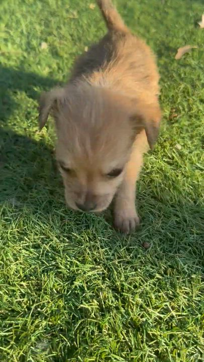 Enlarge Rookie , an adopted mixed breed in Redlands , CA video 2/3