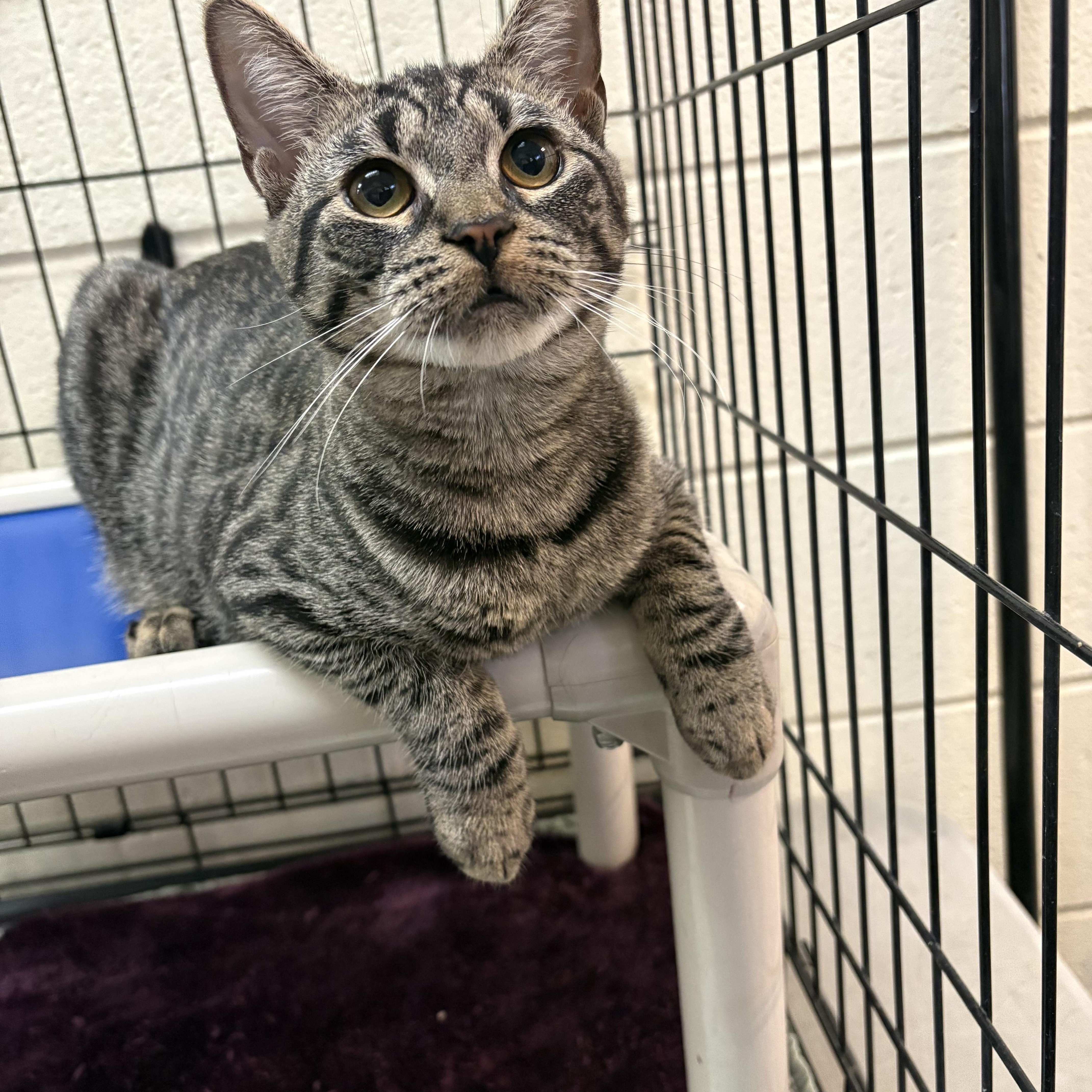 Enlarge Ozzy, a Adoptable Domestic Short Hair in Wantagh, NY image 2/3