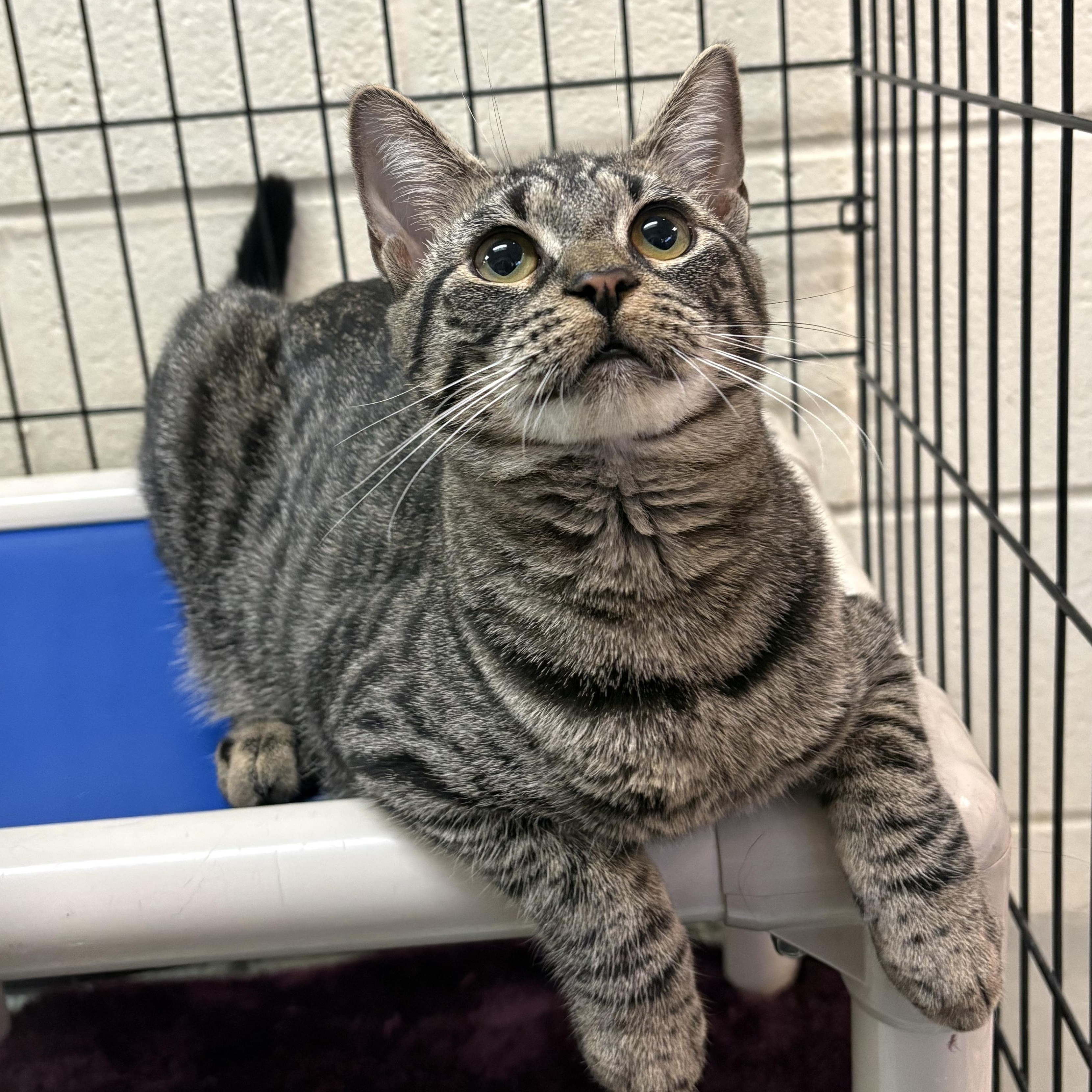 Ozzy, Adoptable, Kitten Male Domestic Short Hair.