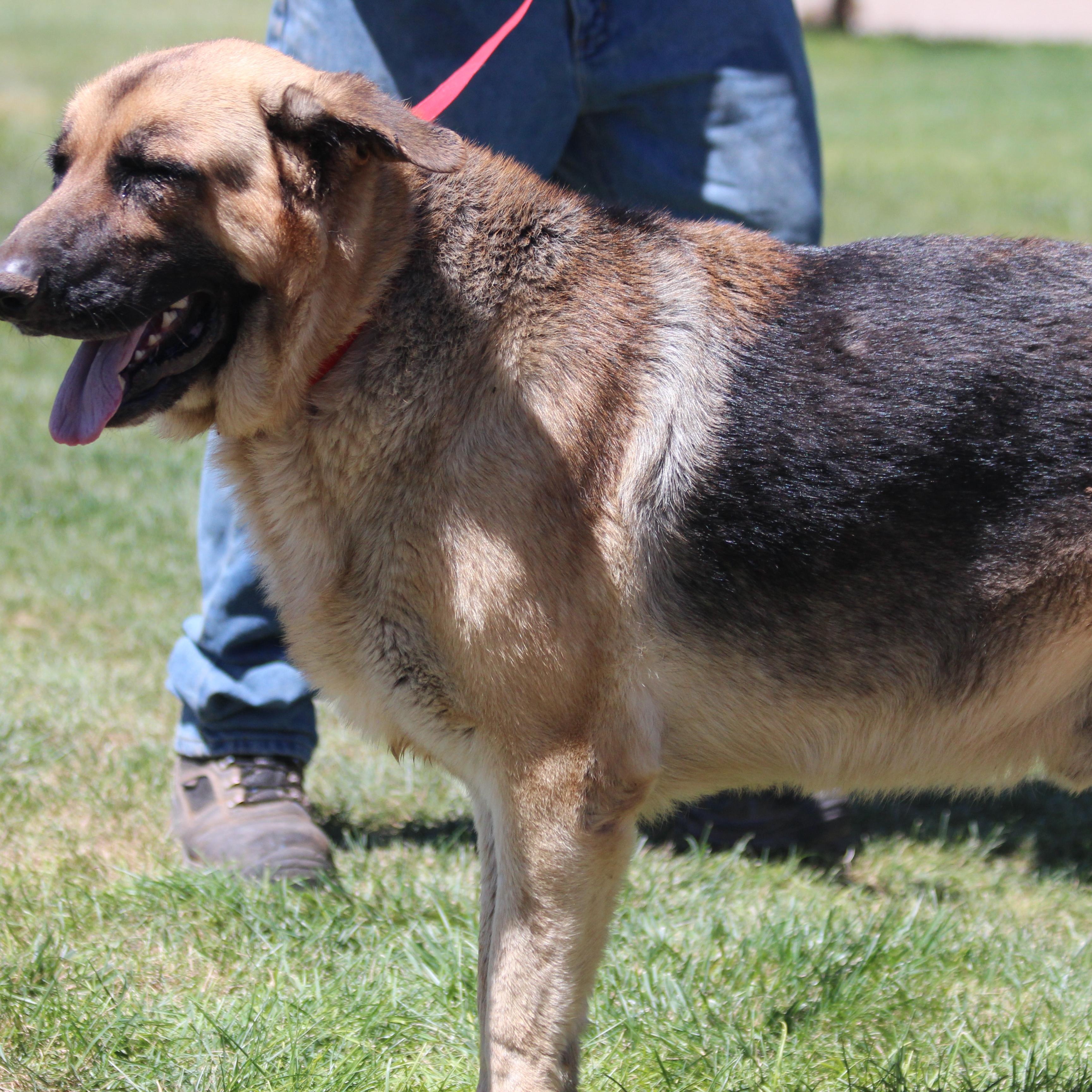 ATLAS, Adoptable, Adult Male German Shepherd Dog & Shar-Pei.