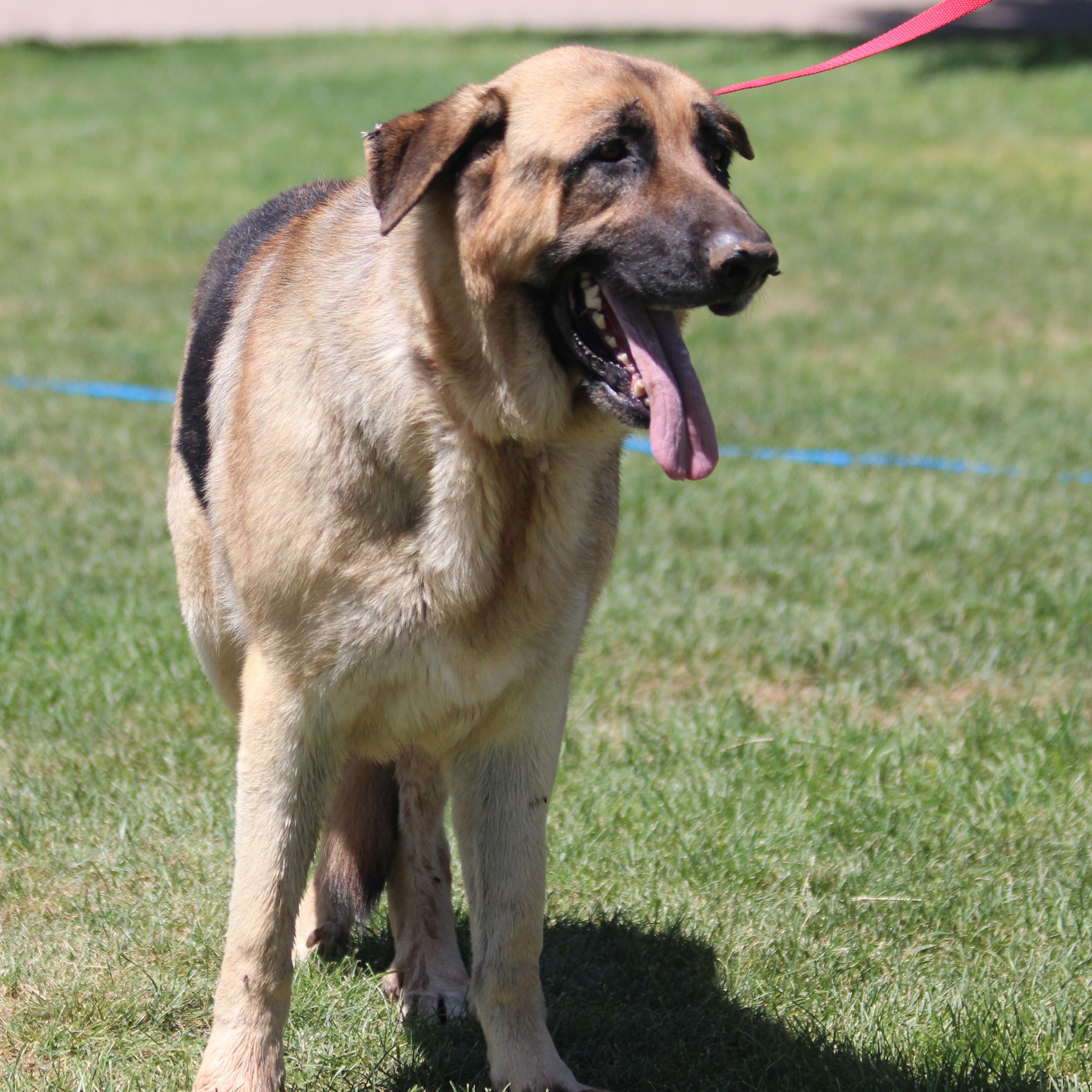 ATLAS, an adoptable German Shepherd Dog, Shar-Pei in Pearce, AZ, 85625 | Photo Image 2