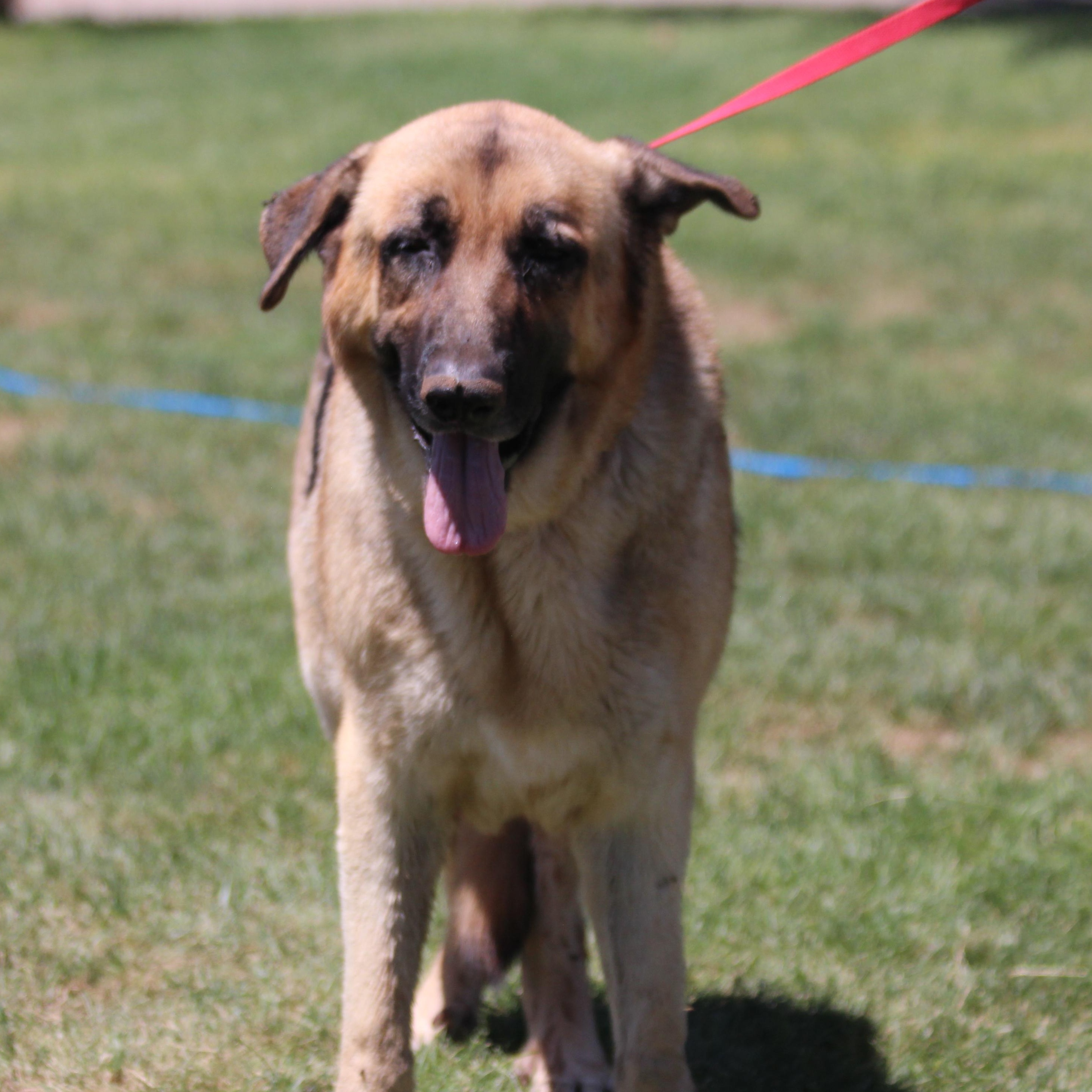 Enlarge ATLAS, a Adoptable mixed breed in Pearce, AZ image 4/6