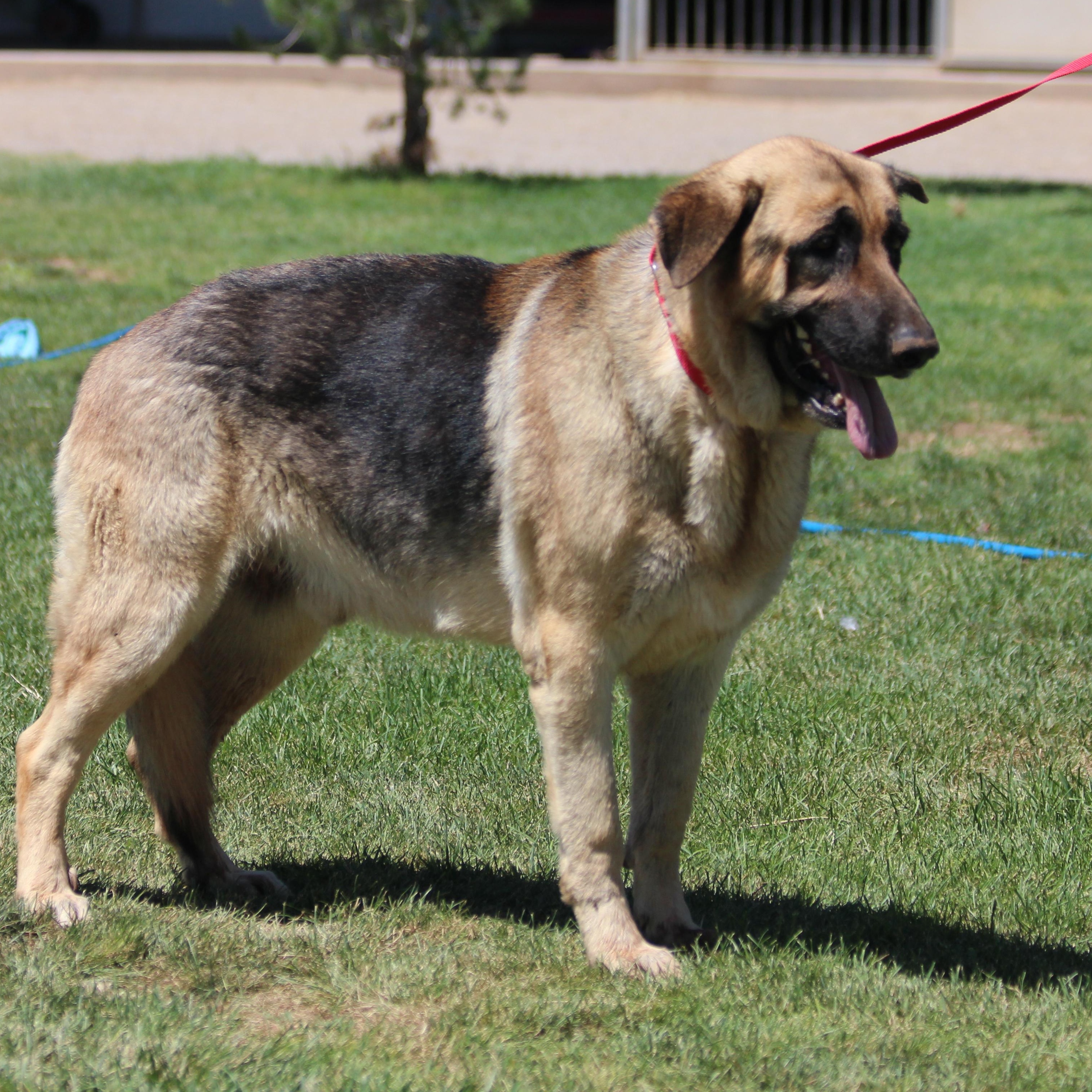 ATLAS, an adoptable German Shepherd Dog, Shar-Pei in Pearce, AZ, 85625 | Photo Image 6