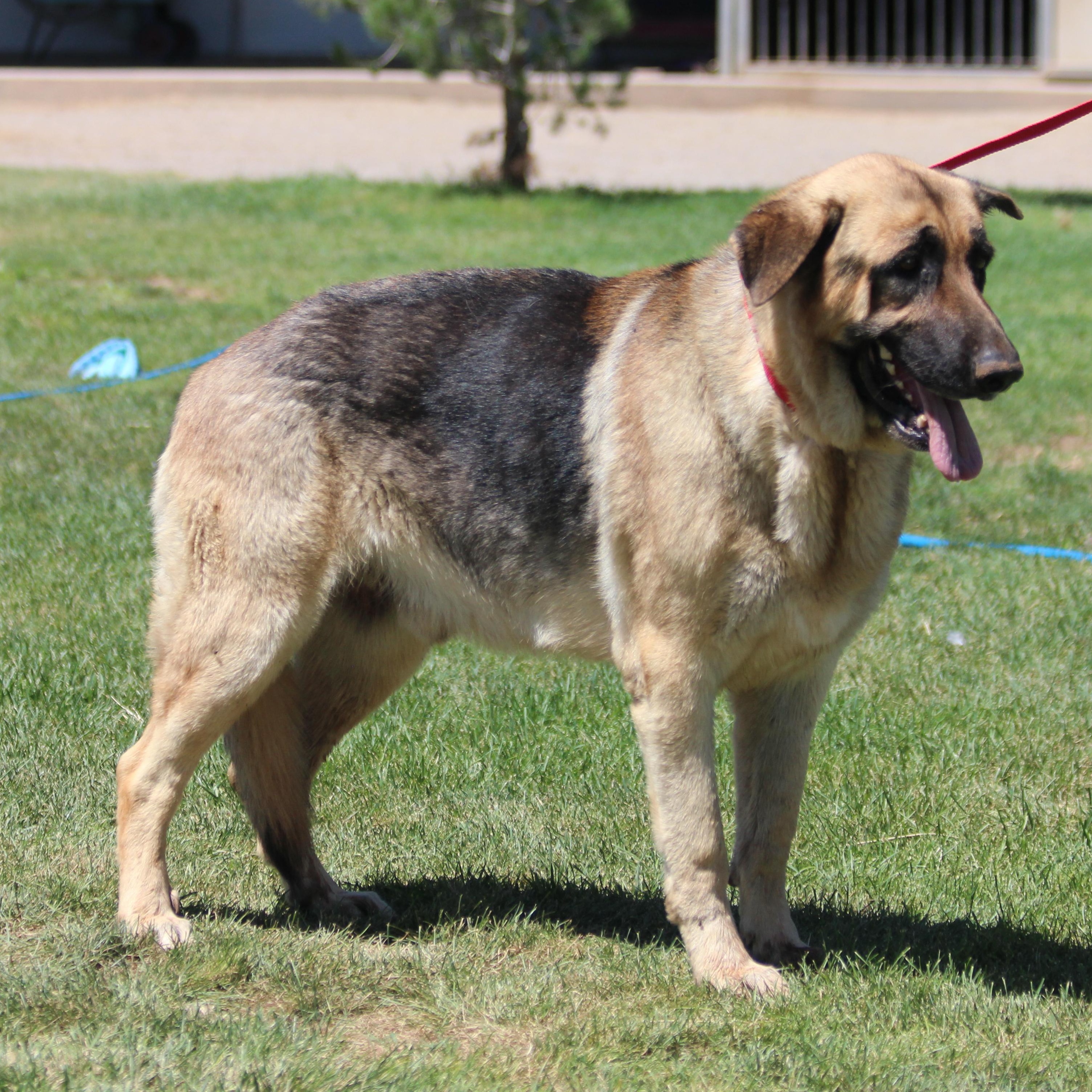 Enlarge ATLAS, a Adoptable mixed breed in Pearce, AZ image 6/6