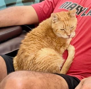 Crush, Adoptable, Senior Male Domestic Short Hair.