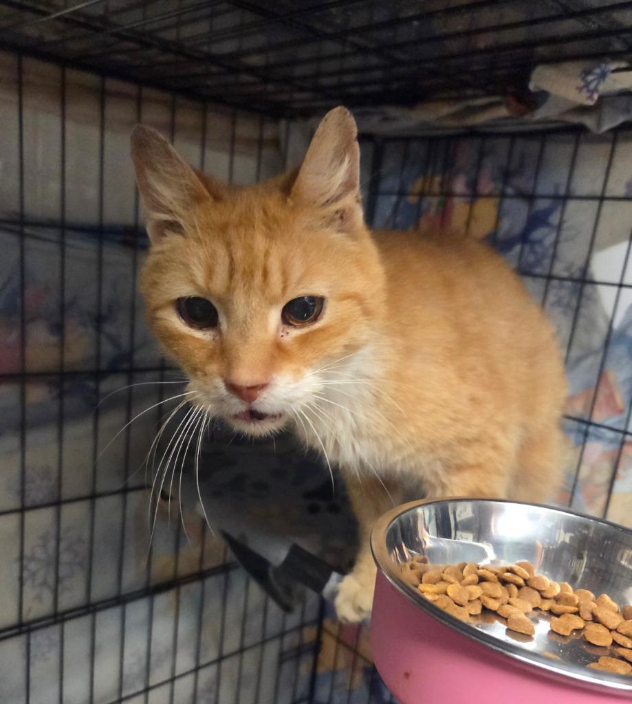 Enlarge Crush, a Adoptable mixed breed in Parkville, MD image 2/3