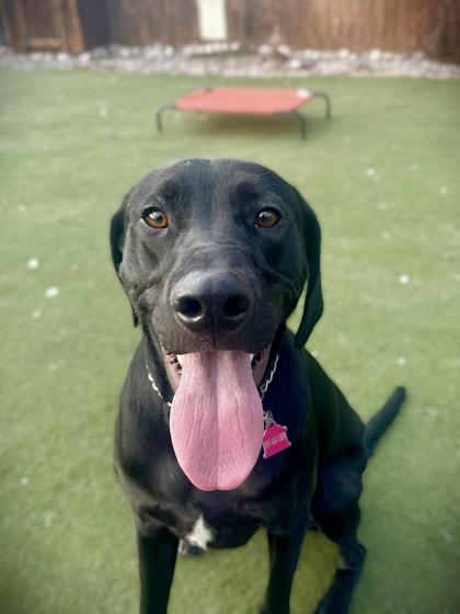 Enlarge Ziva, a ADOPTABLE mixed breed in Jackson, WY image 1/1