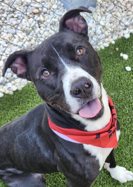 SPRUCE, Adoptable, Adult Female Pit Bull Terrier.