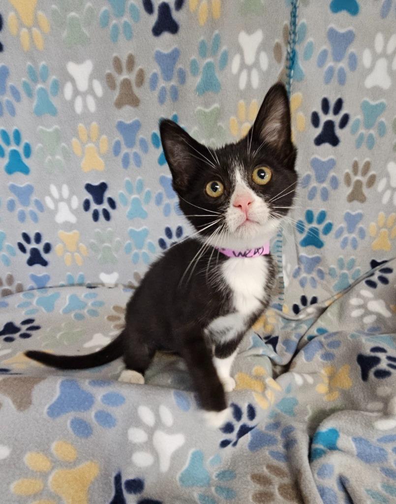 Pancake, a Adoptable mixed breed in Wabash, IN image 1/2