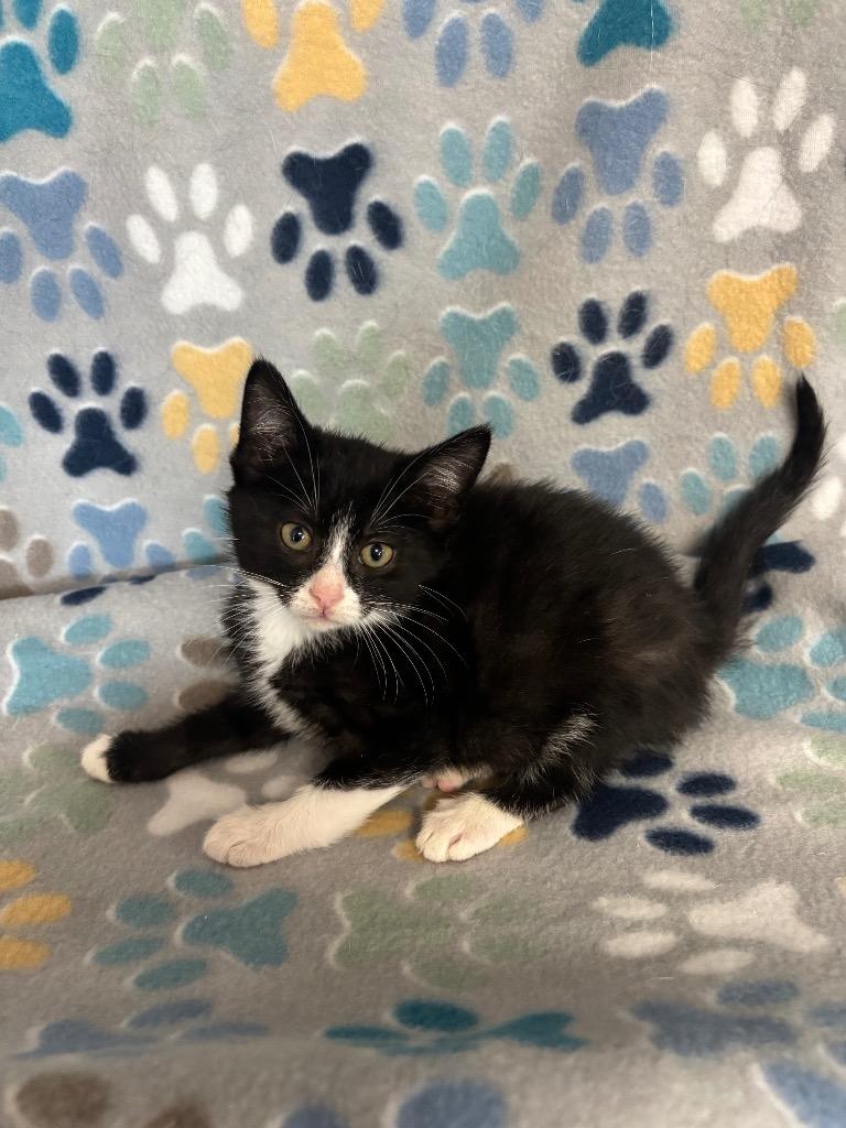 Enlarge Pancake, a Adoptable mixed breed in Wabash, IN image 1/1