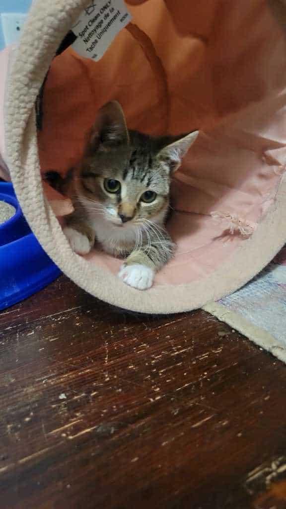 Cat for adoption Strawberry, a Tabby in Norwich, CT Petfinder