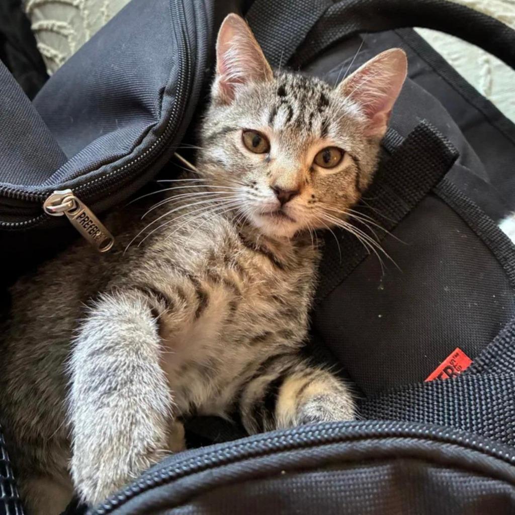 Angel, Adoptable, Kitten Female Domestic Short Hair.