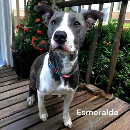 Esmerelda, Adoptable, Young Female Terrier & Mixed Breed.