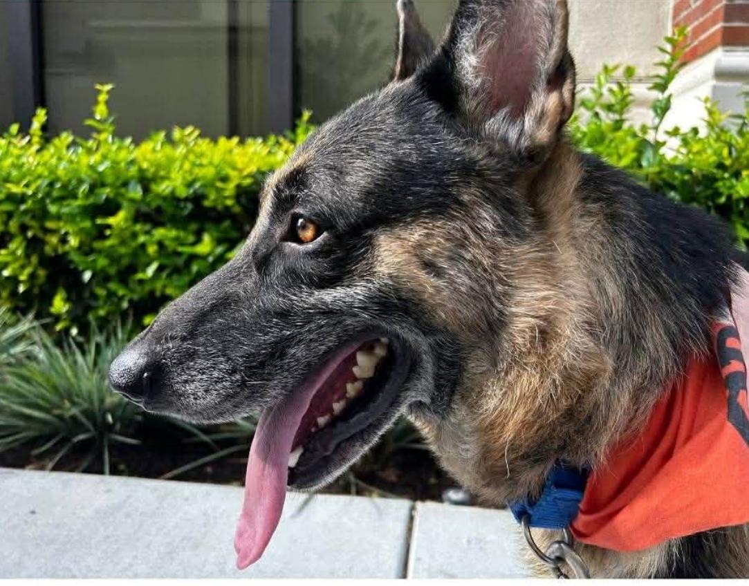 Enlarge Georgina (& George) , a Adoptable German Shepherd Dog in Petaluma, CA image 2/6