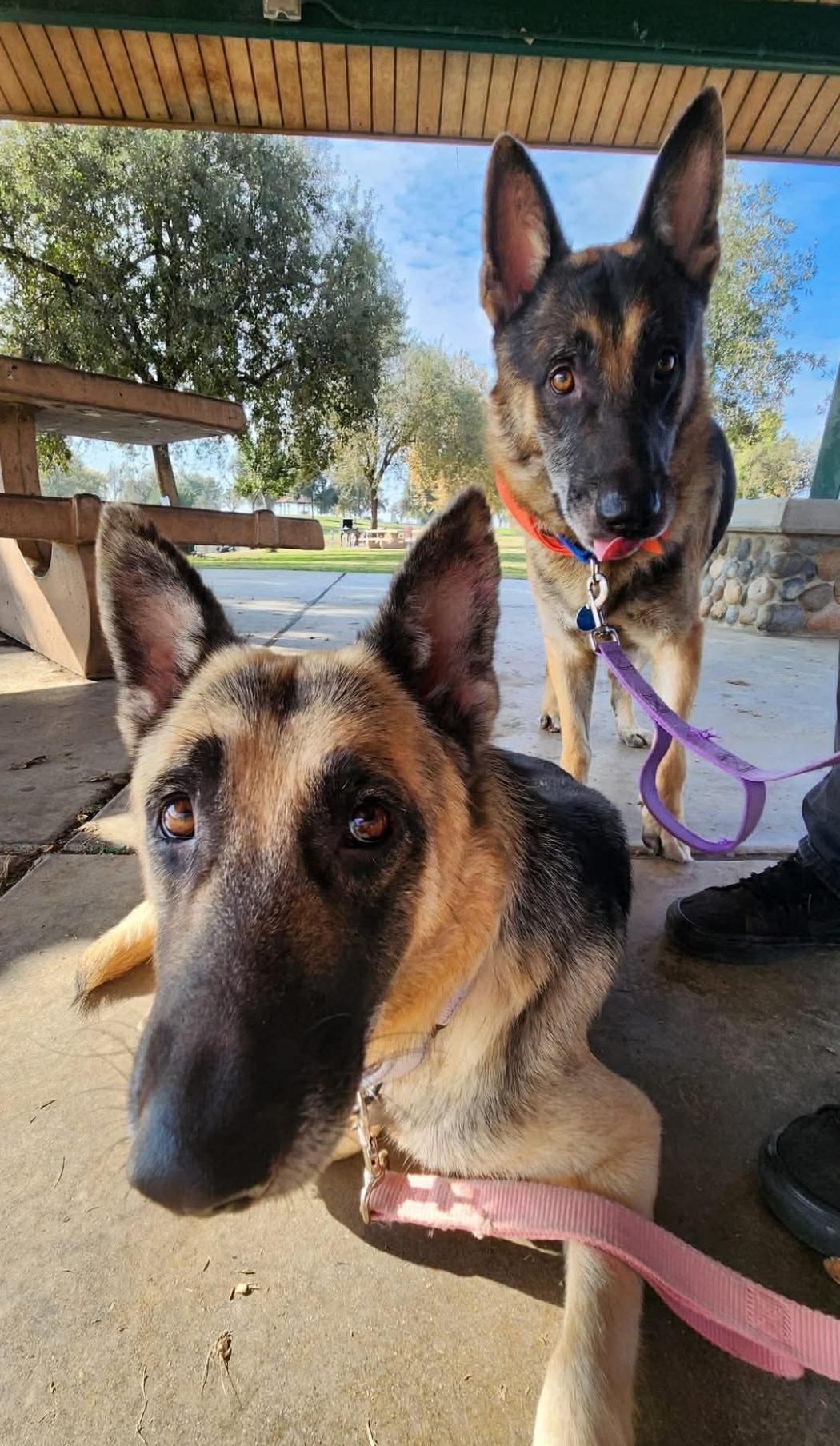 Enlarge Georgina (& George) , a Adoptable German Shepherd Dog in Petaluma, CA image 1/6