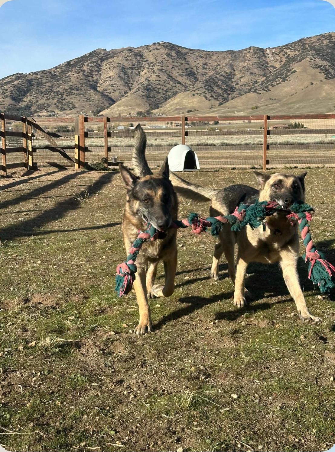 Enlarge Georgina (& George) , a Adoptable German Shepherd Dog in Petaluma, CA image 4/6