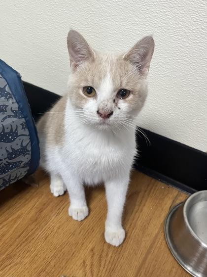 Nicky 52375, a ADOPTABLE Domestic Short Hair in Oklahoma City, OK image 1/2