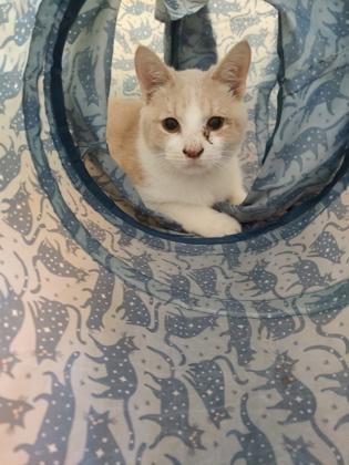 Nicky 52375, a ADOPTABLE Domestic Short Hair in Oklahoma City, OK image 2/2