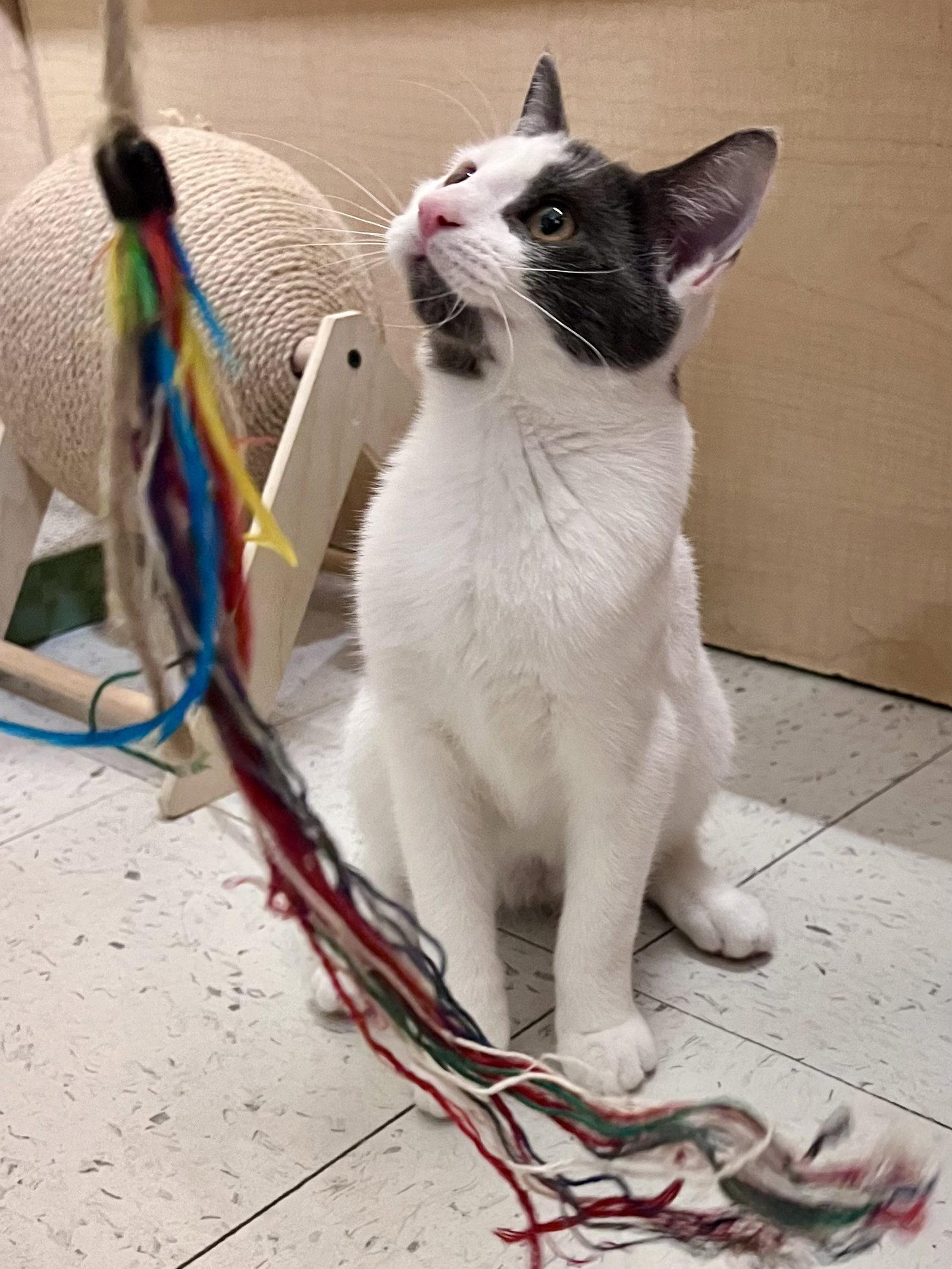 Enlarge Spice, Jenkintown PS, (FCID 7/15/2026-137), a Adoptable Domestic Short Hair in Greenville, DE image 1/3