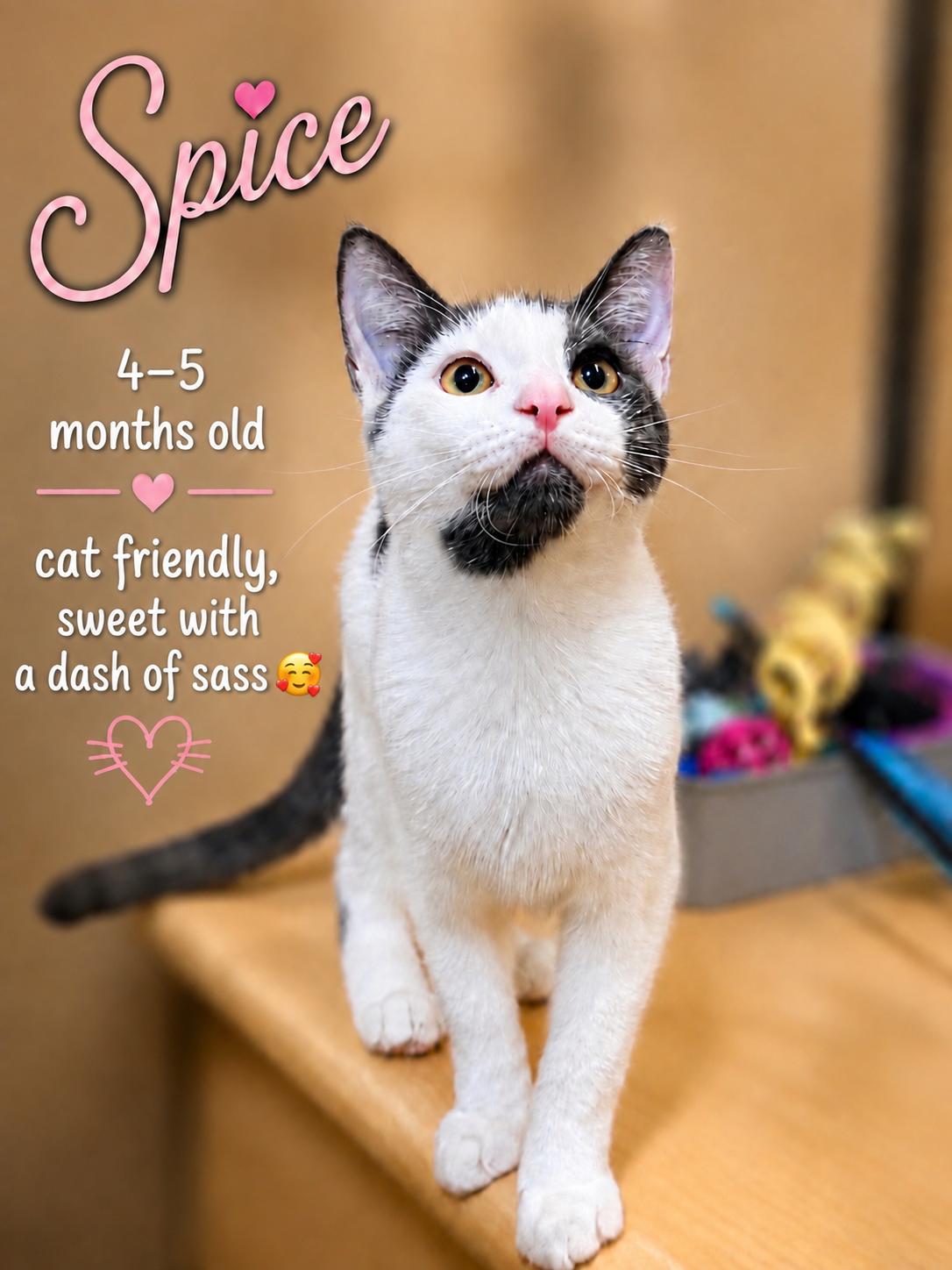 Enlarge Spice, Jenkintown PS, (FCID 7/15/2026-137), a Adoptable Domestic Short Hair in Greenville, DE image 2/3