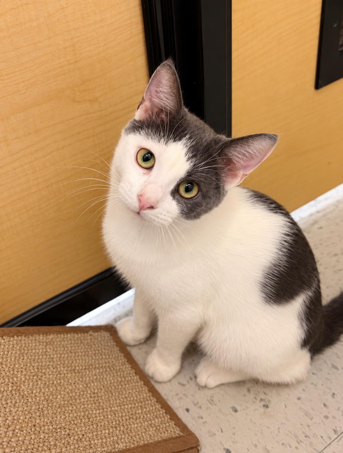 Enlarge Spice, Jenkintown PS, (FCID 7/15/2026-137), a Adoptable Domestic Short Hair in Greenville, DE image 3/3