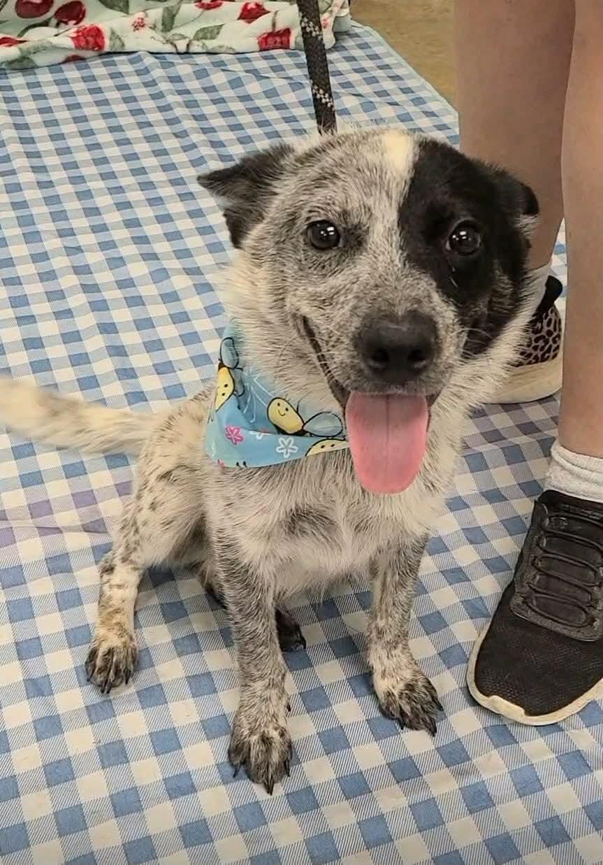 Enlarge Arizona, a Adoptable Australian Cattle Dog / Blue Heeler in Bradenton, FL image 1/4