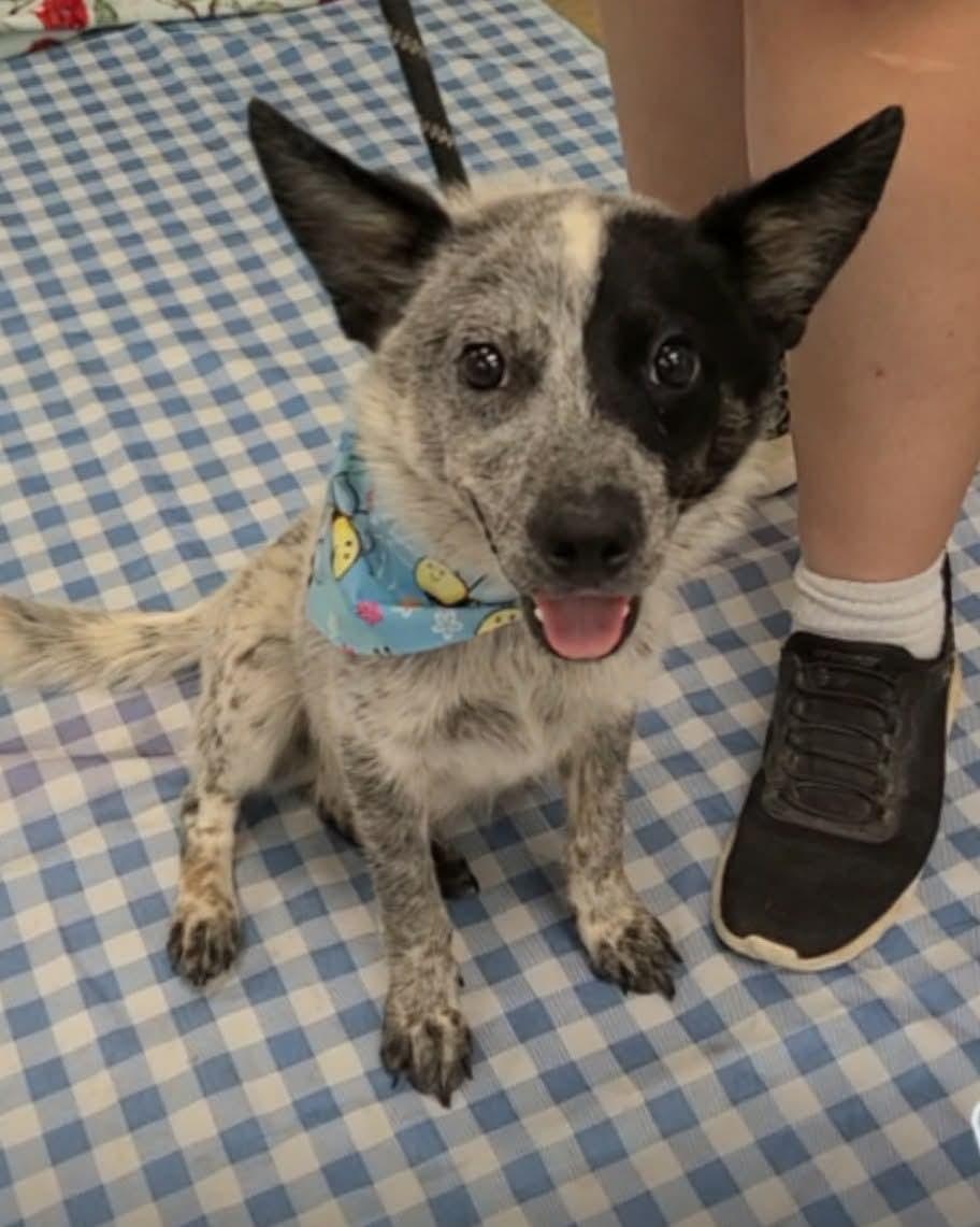 Enlarge Arizona, a Adoptable Australian Cattle Dog / Blue Heeler in Bradenton, FL image 2/4