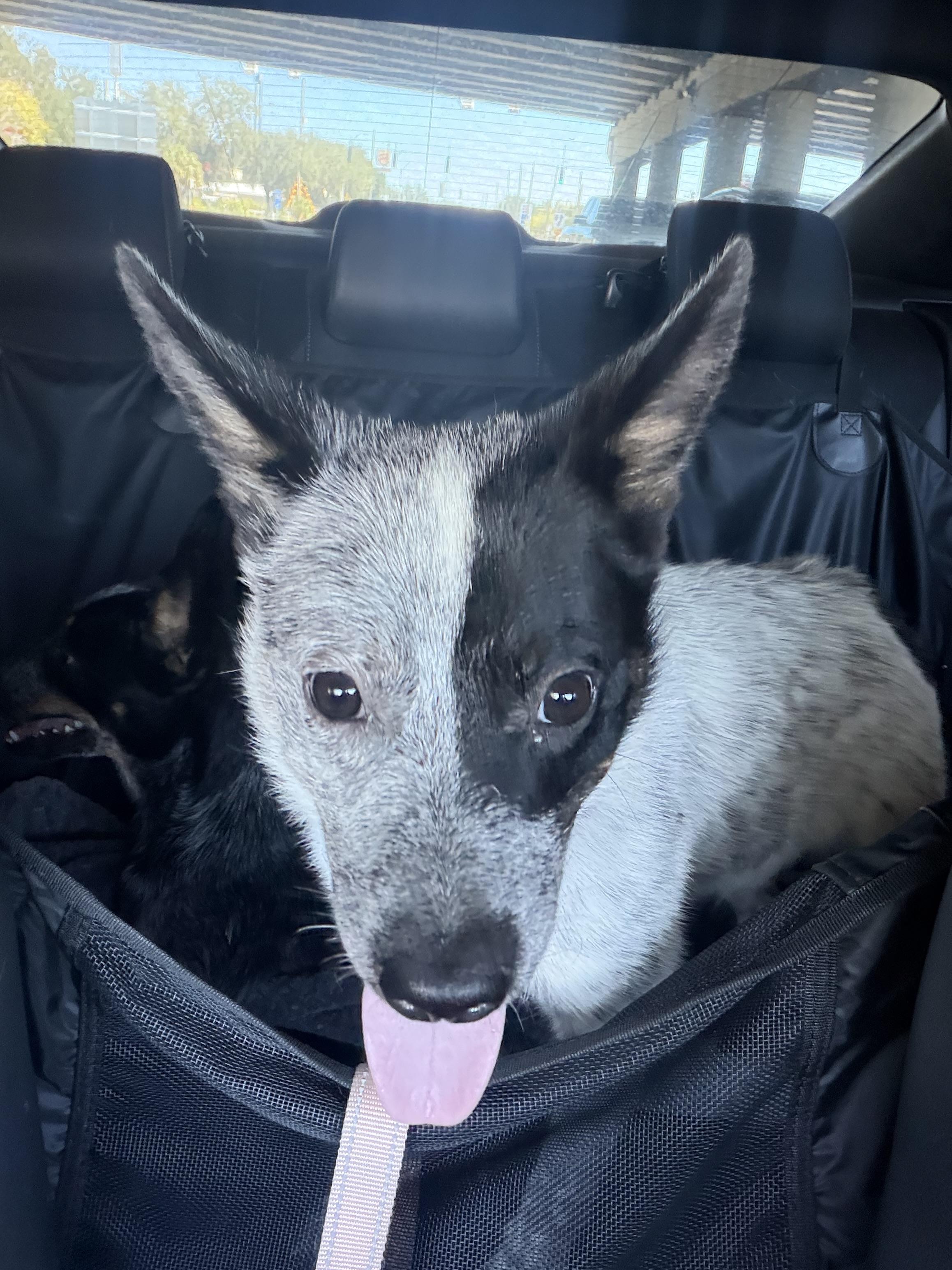 Enlarge Arizona, a Adoptable Australian Cattle Dog / Blue Heeler in Bradenton, FL image 3/4
