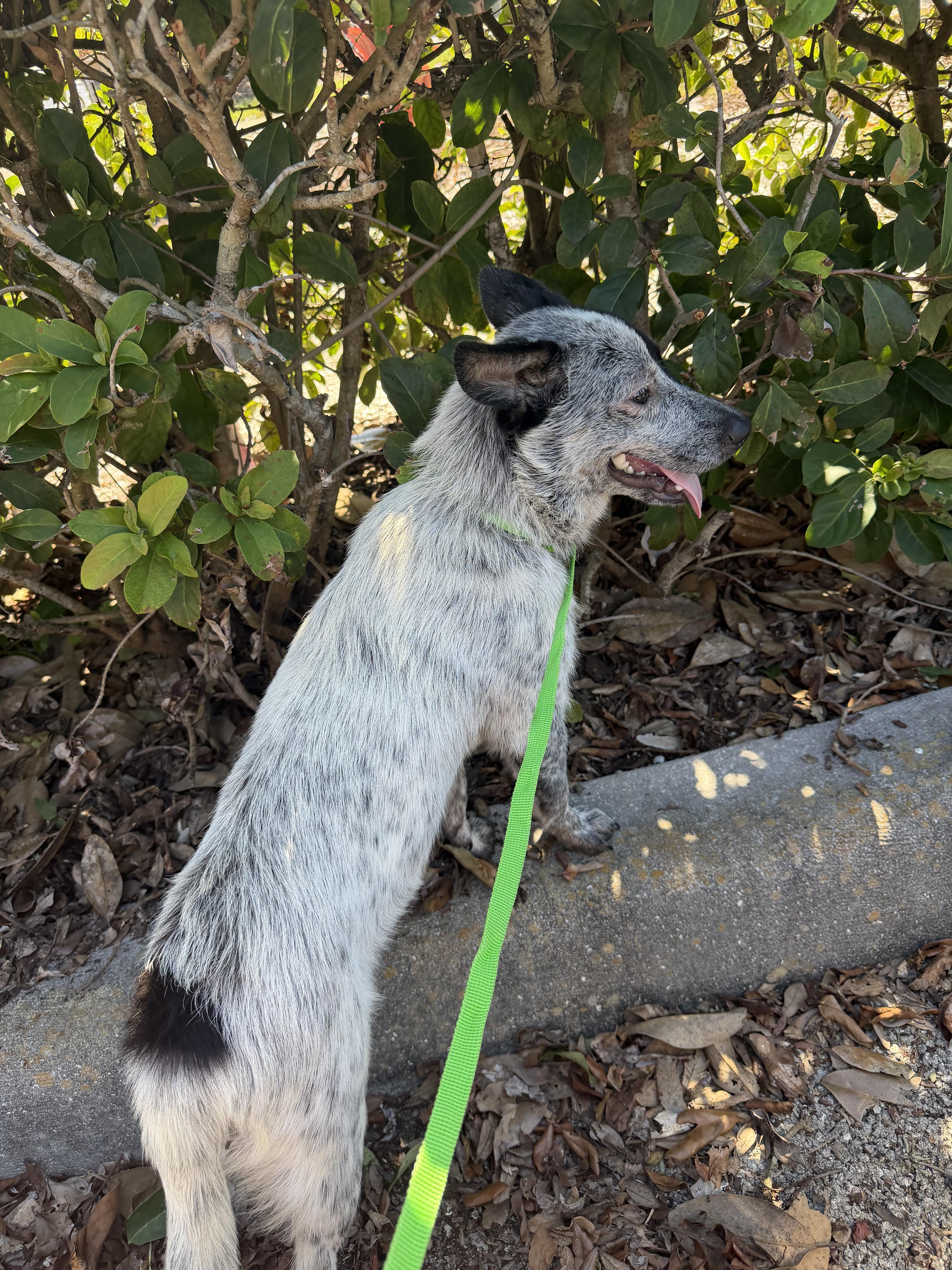 Enlarge Arizona, a Adoptable Australian Cattle Dog / Blue Heeler in Bradenton, FL image 4/4
