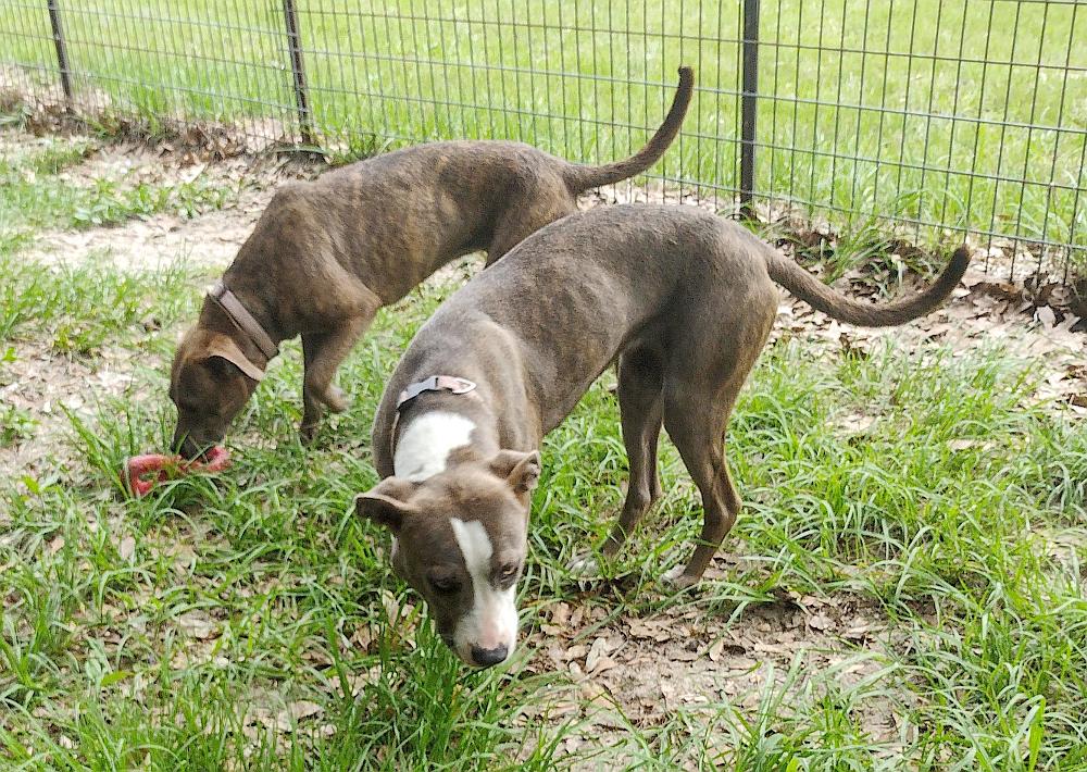 Sammi, a Adopted mixed breed in Camden, SC image 3/6