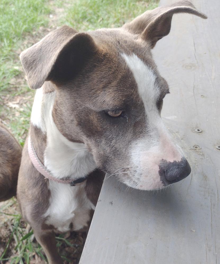 Sammi, a Adopted mixed breed in Camden, SC image 2/6