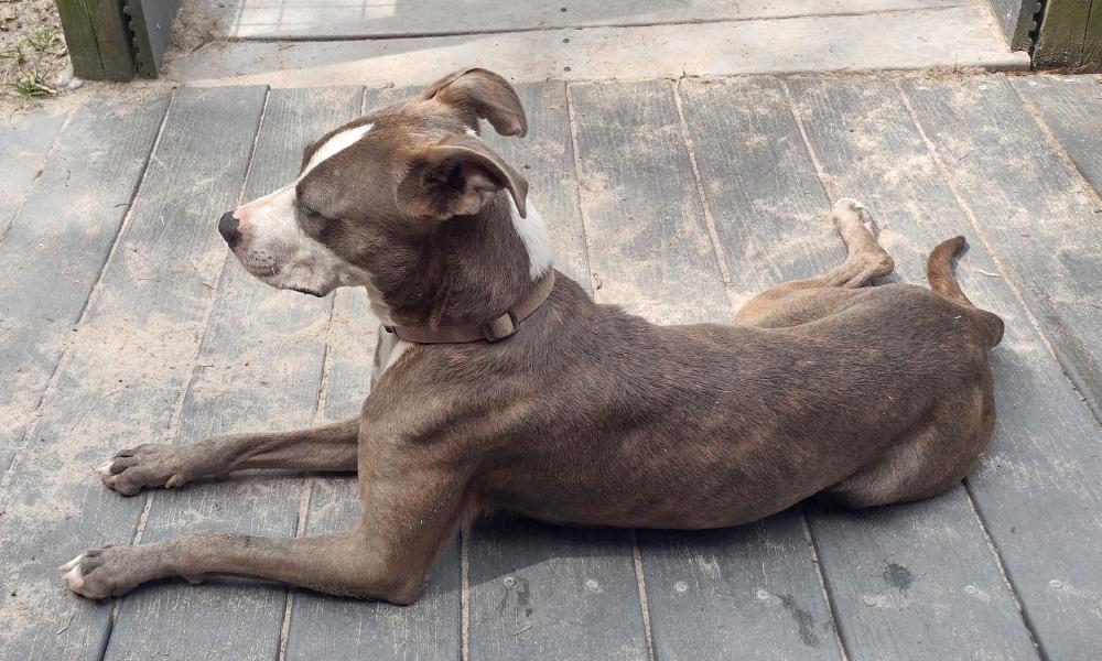 Sammi, a Adopted mixed breed in Camden, SC image 5/6