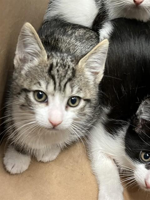 A052688, Adoptable, Kitten Male Domestic Short Hair.