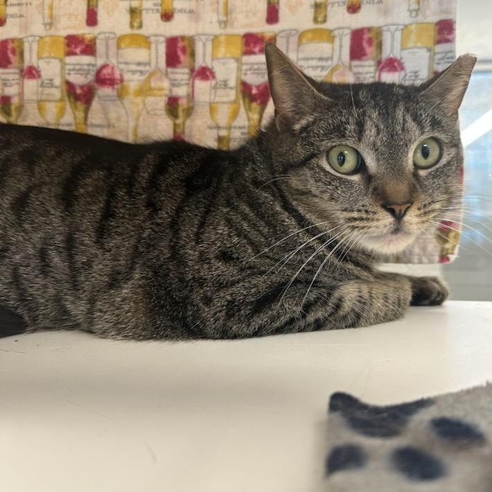 Enlarge Stella (ID 50974/1137), an adoptable Domestic Short Hair in Manassas, VA image 2/2