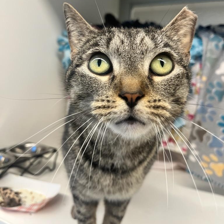 Stella (ID 50974/1137), adoptable, Young Female Domestic Short Hair.