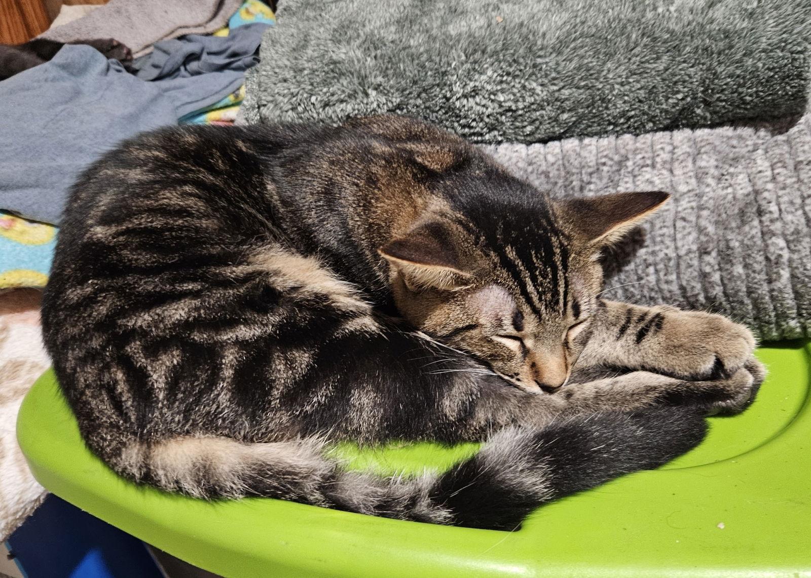 Link, a Adoptable Domestic Short Hair in Walnut Creek, CA image 1/2