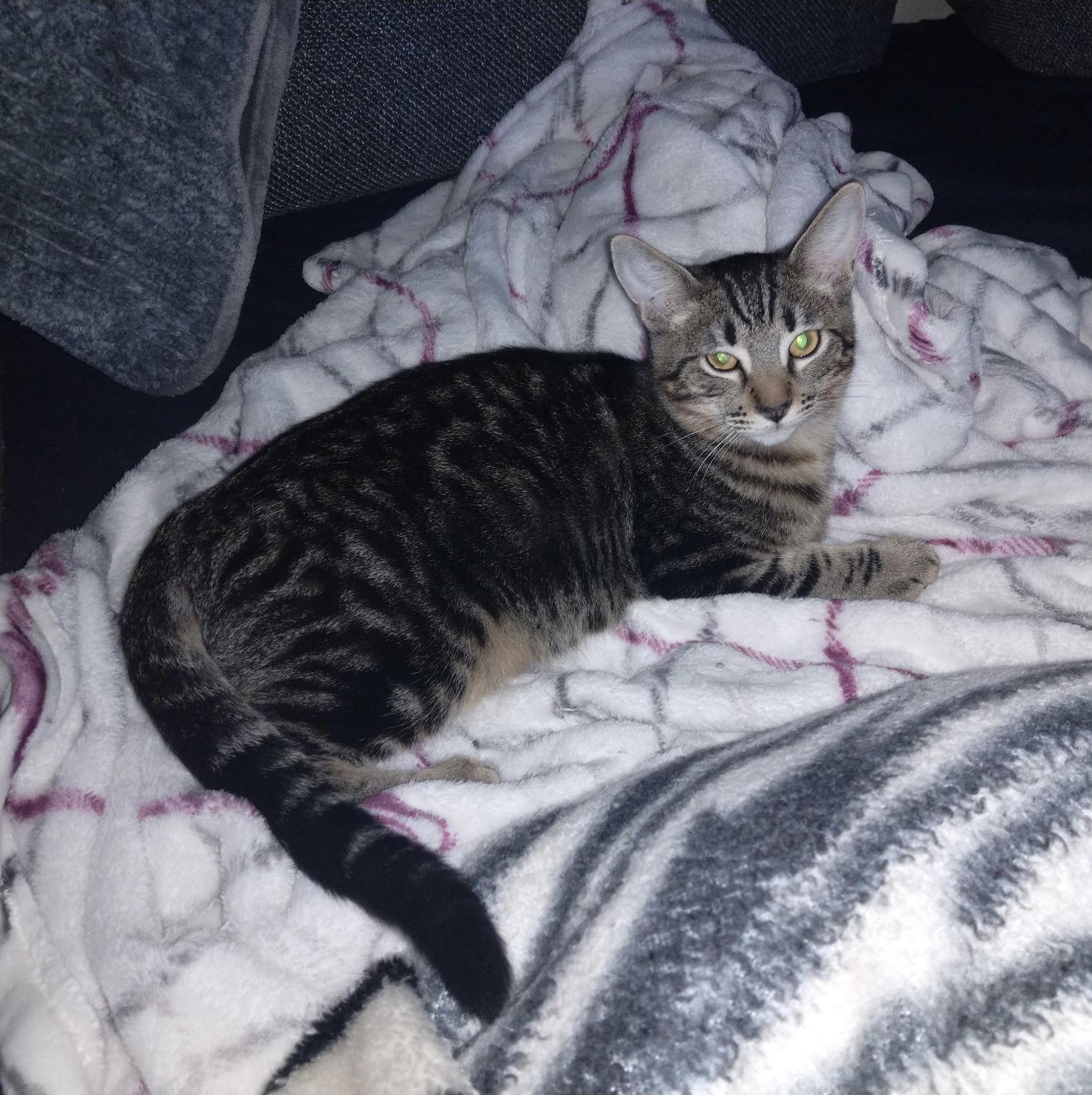 Link, a Adoptable Domestic Short Hair in Walnut Creek, CA image 2/2