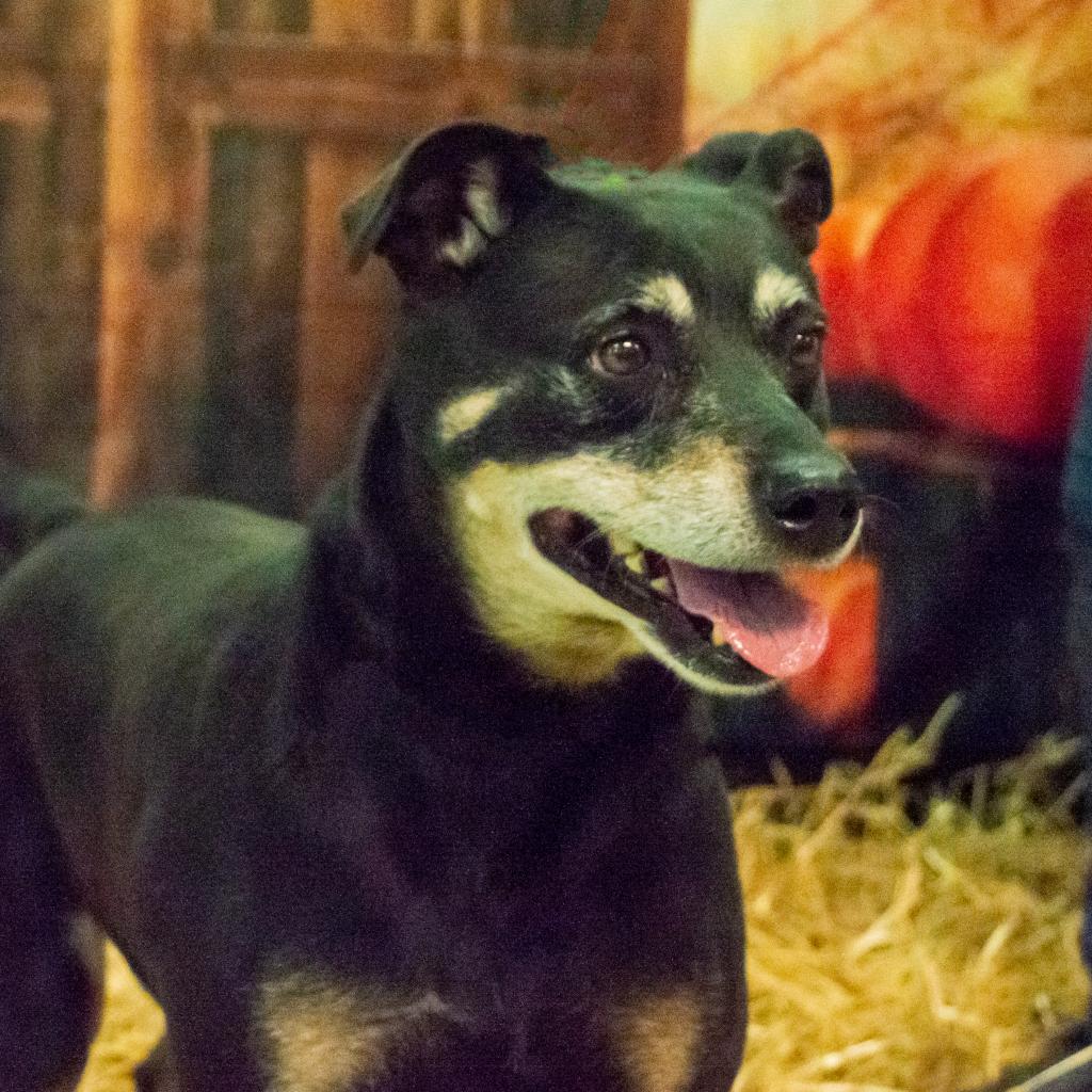 Rocco, Adoptable, Senior Male Miniature Pinscher & Rottweiler.
