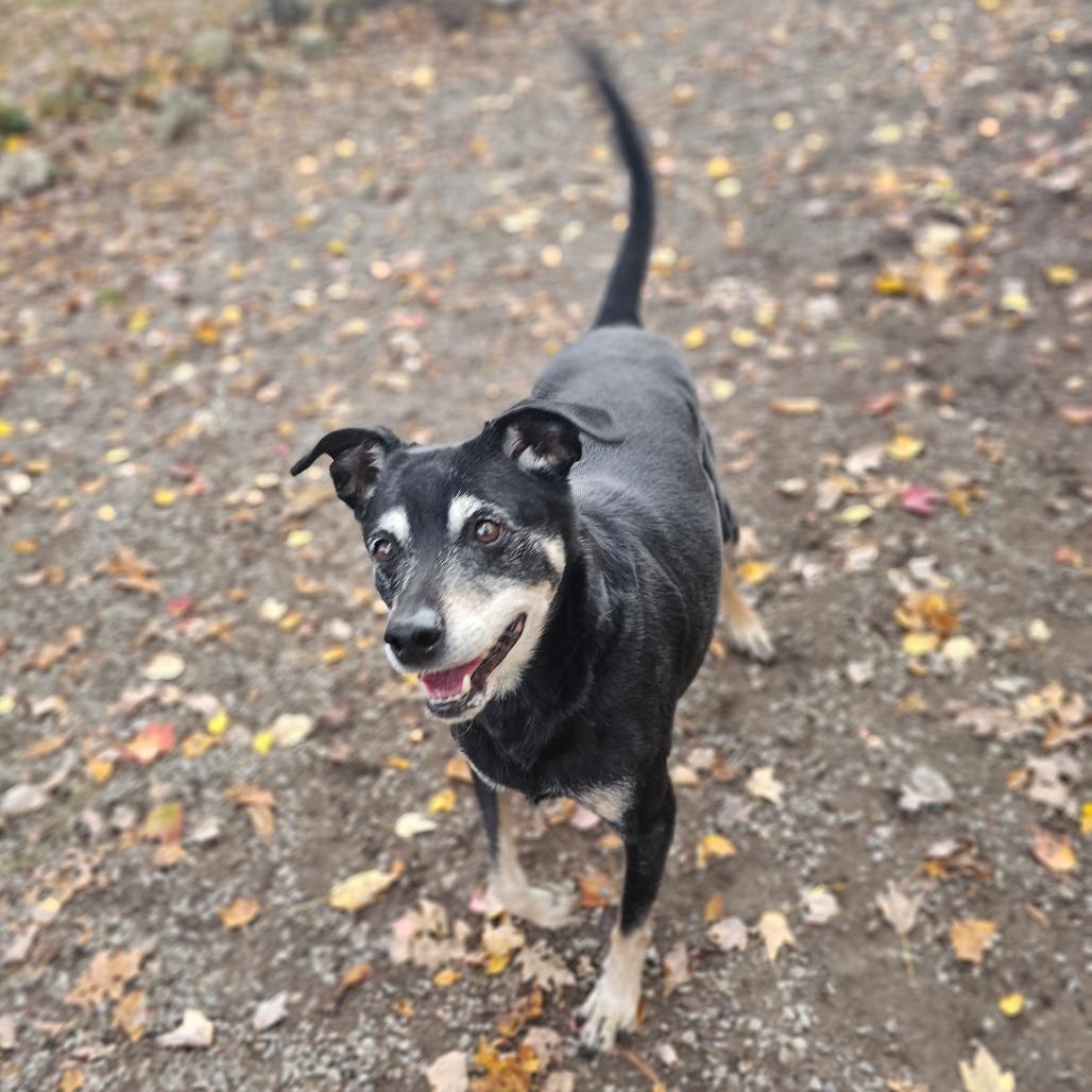 Enlarge Rocco, a Adoptable mixed breed in Middletown, NY image 4/6