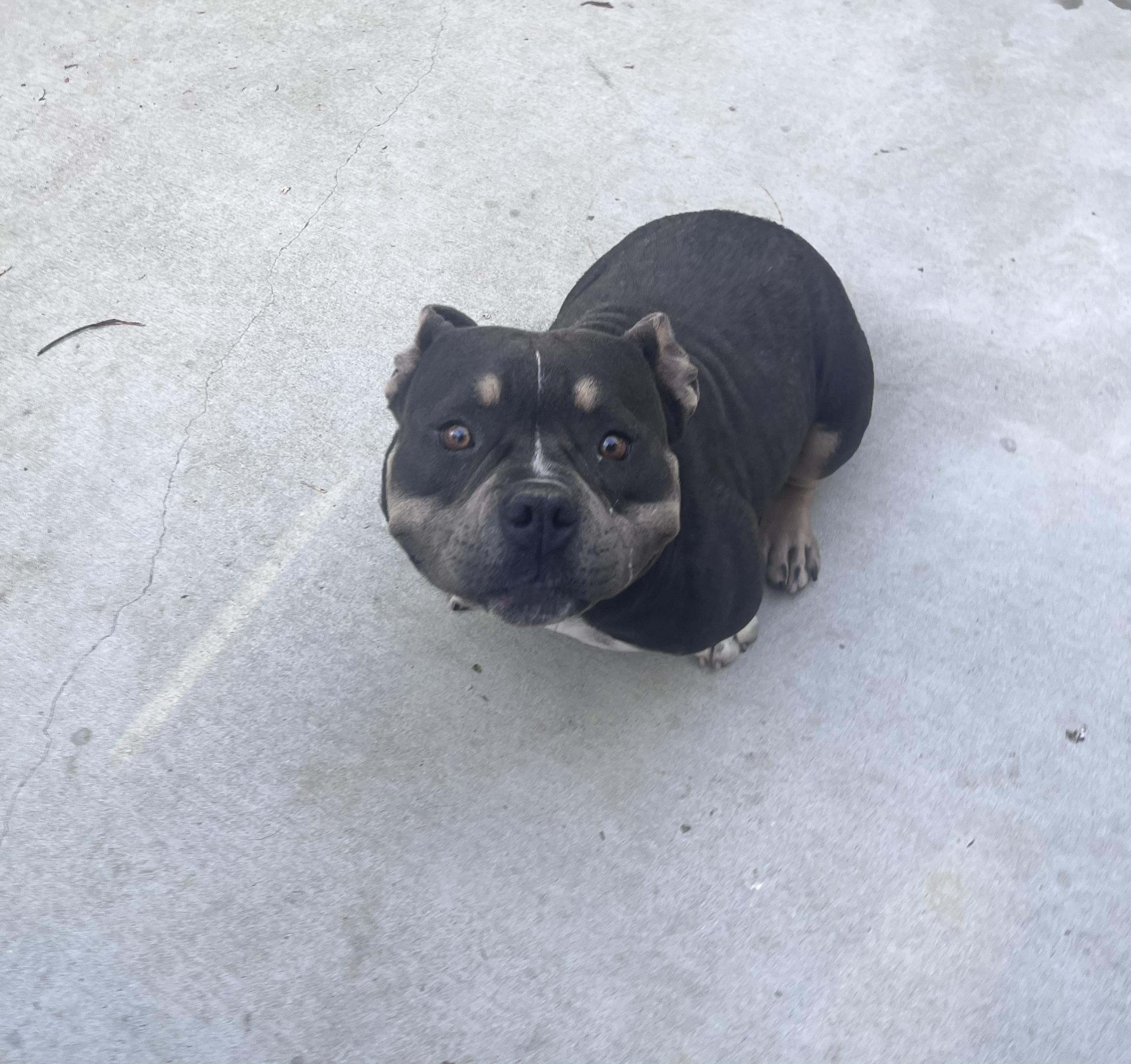 Enlarge PETUNIA THE SWEETEST, a Adopted mixed breed in woodland, CA image 4/4