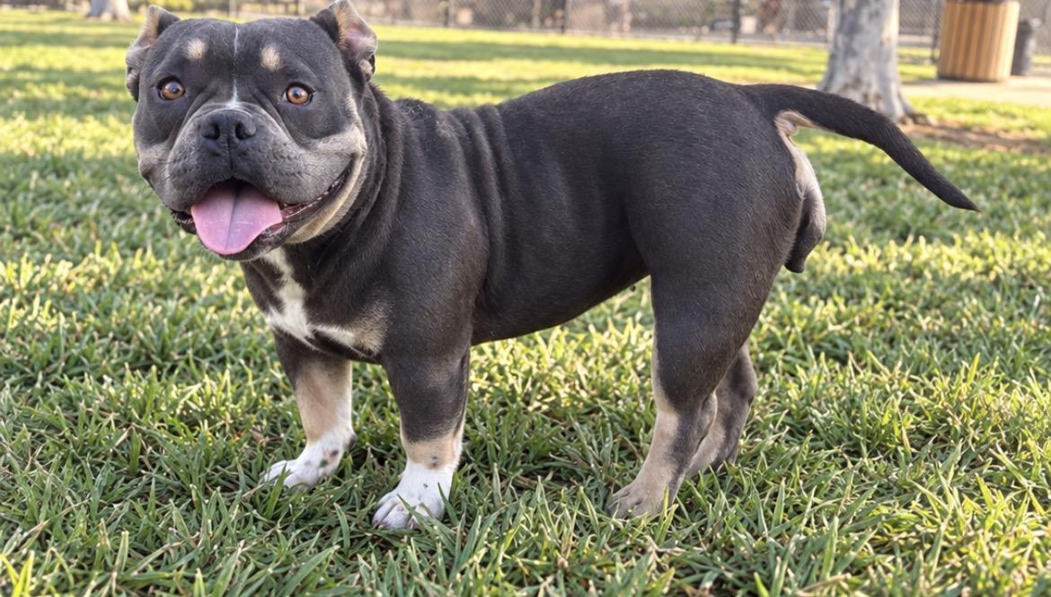 Enlarge PETUNIA THE SWEETEST, a Adopted mixed breed in woodland, CA image 1/4