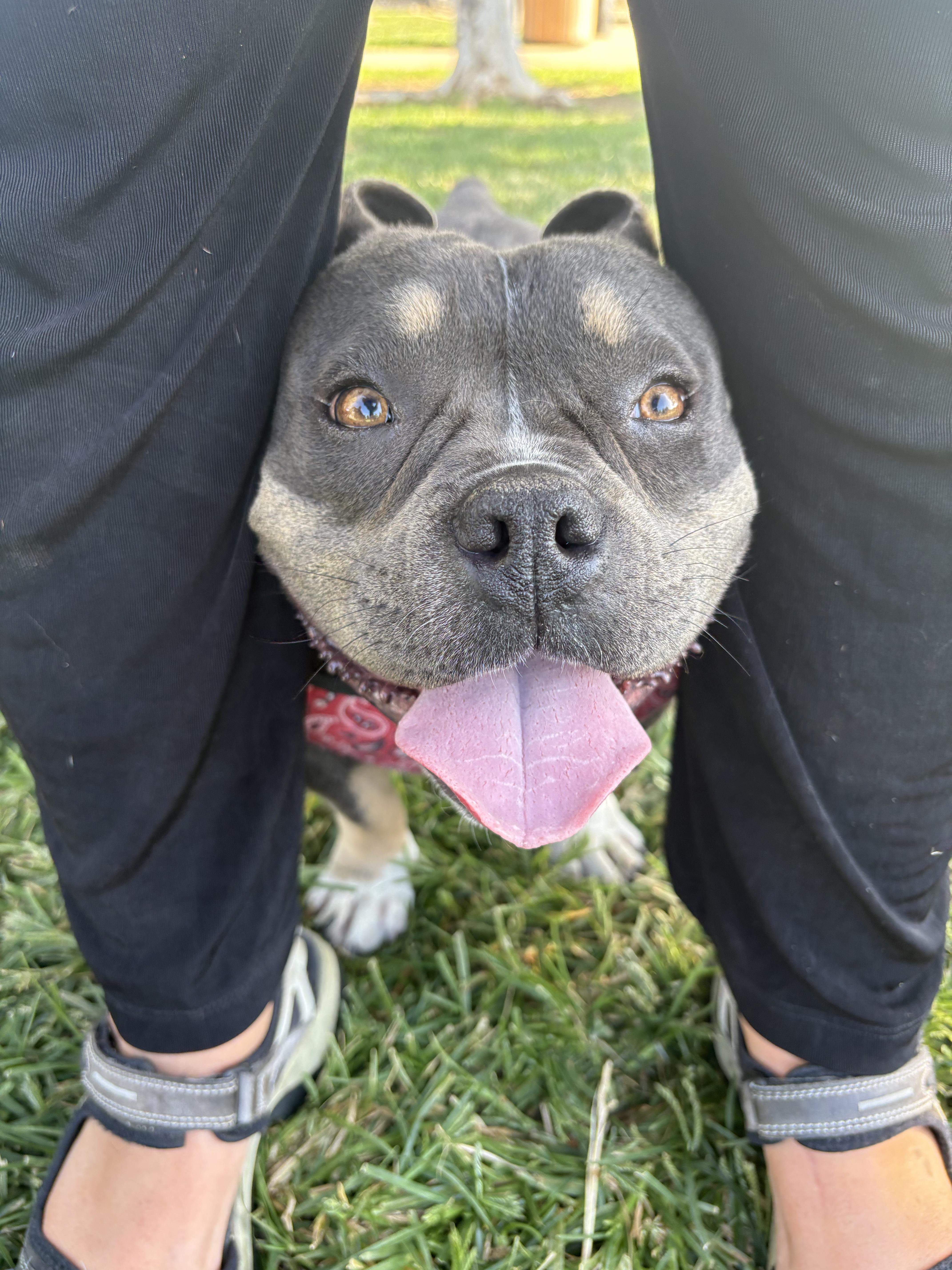 Enlarge PETUNIA THE SWEETEST, a Adopted mixed breed in woodland, CA image 3/4
