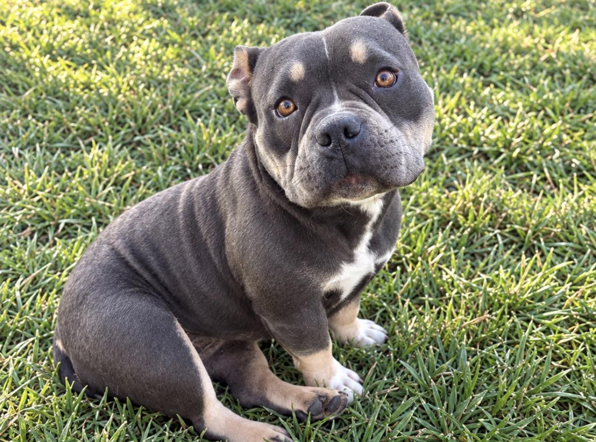 Enlarge PETUNIA THE SWEETEST, a Adopted mixed breed in woodland, CA image 2/4