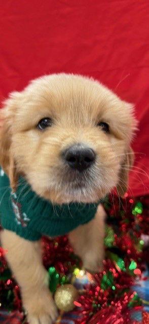 Enlarge Captain, a Adoptable Mixed Breed in Bay City, MI image 1/3