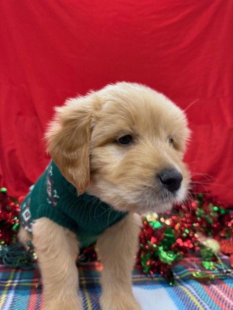 Enlarge Captain, a Adoptable Mixed Breed in Bay City, MI image 2/3