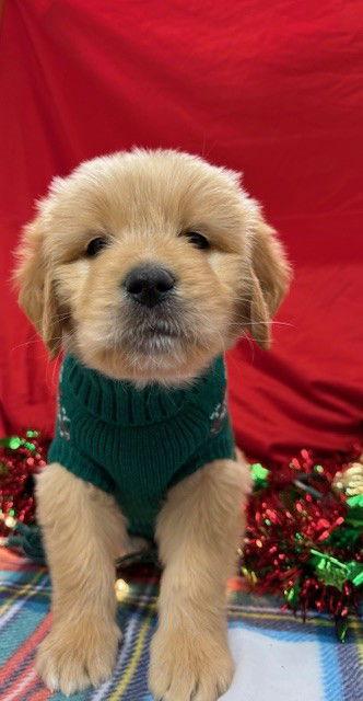 Enlarge Captain, a Adoptable Mixed Breed in Bay City, MI image 3/3