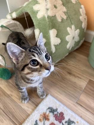 Enlarge Striper, a Adoptable mixed breed in Wilkesboro, NC image 2/3