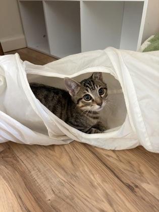 Enlarge Striper, a Adoptable mixed breed in Wilkesboro, NC image 3/3